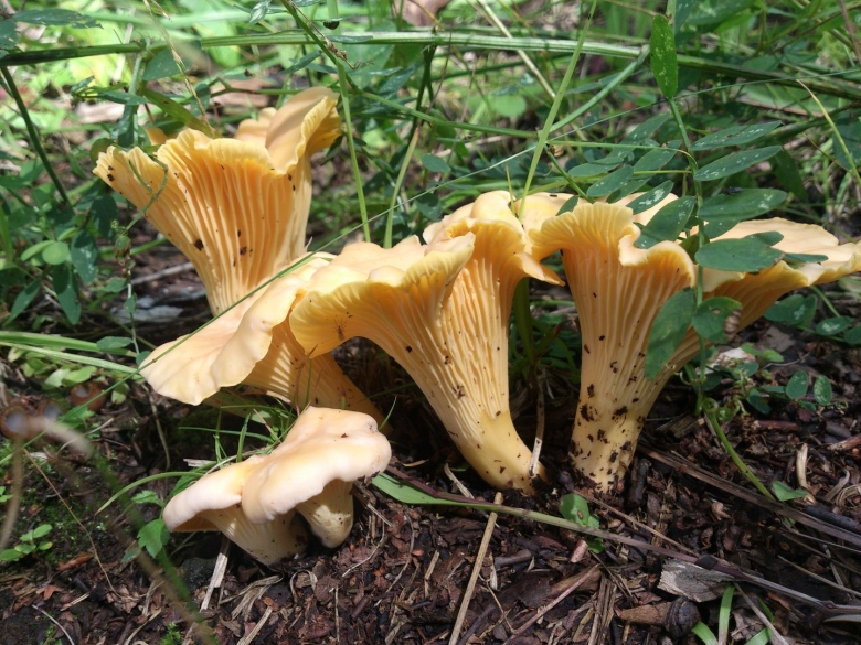 Осенние лисички грибы