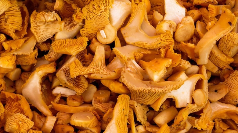 Лисички грибы паттерн