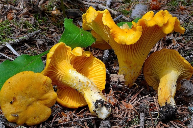 Гриб лисичка настоящая