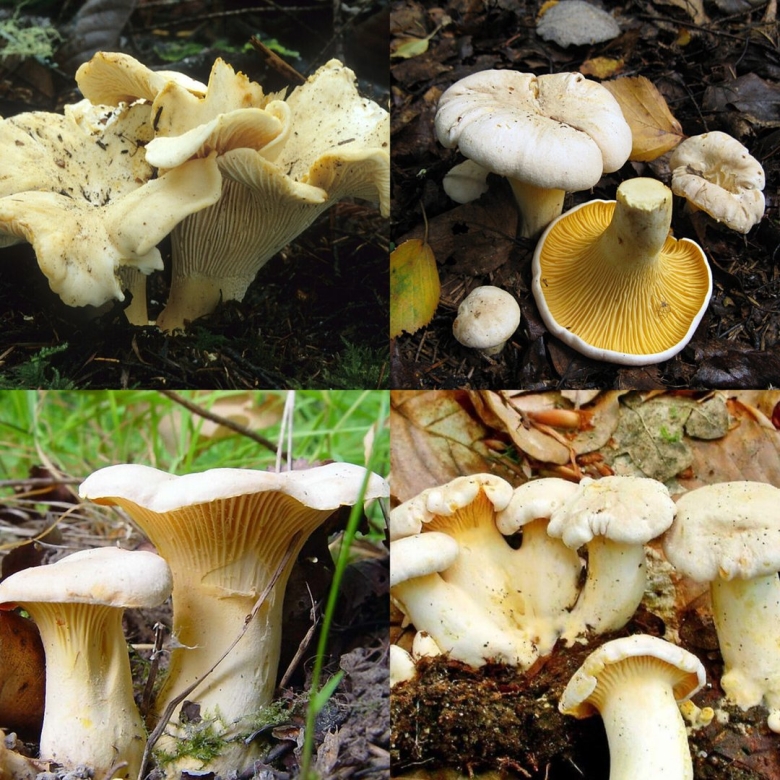 Лисички съедобные