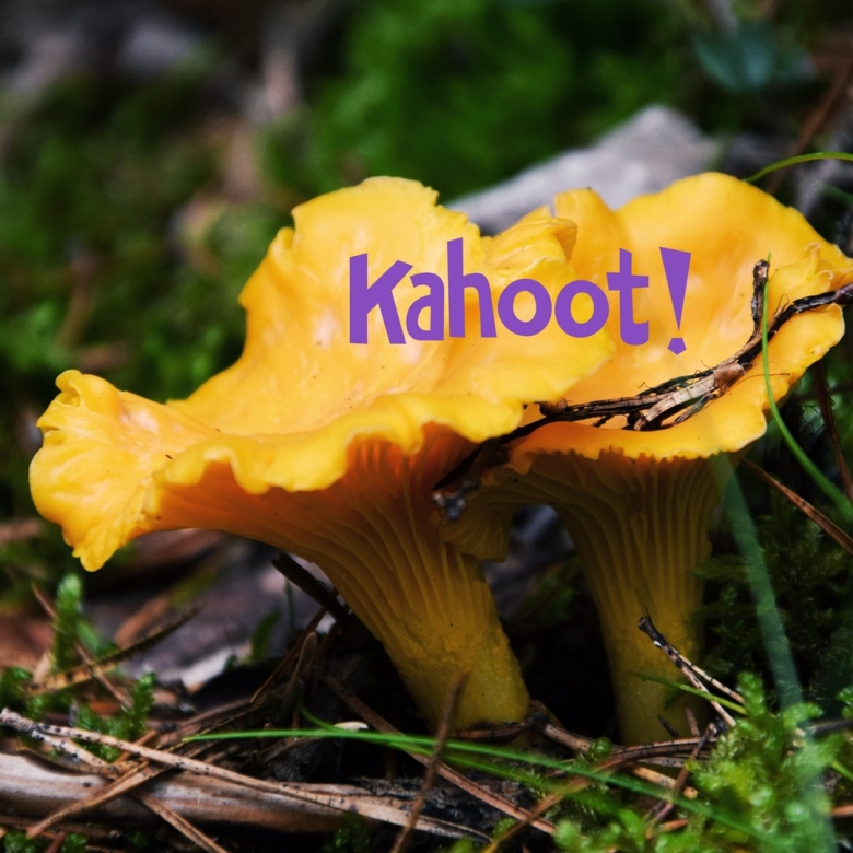 Лисичка обыкновенная гриб