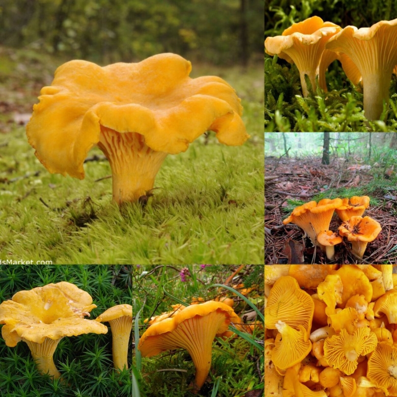 Ложная лисичка гриб