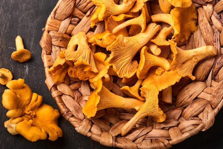 Грибы Лисичка горбатая