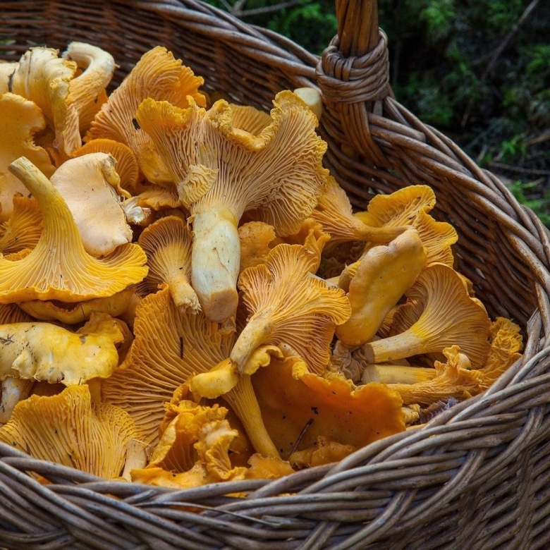 Лисички грибы в корзине