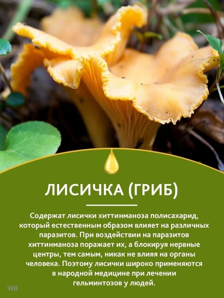 Настойка из гриба лисички