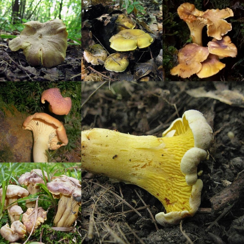 Виды лисичек съедобных