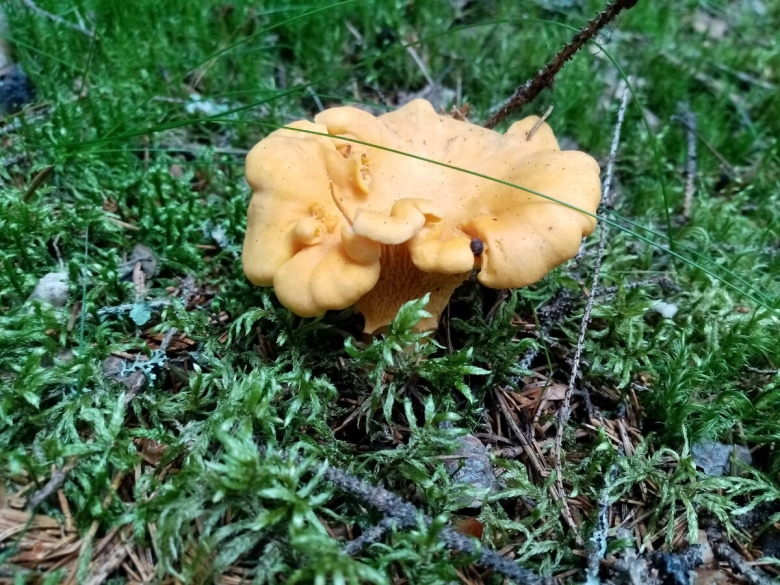 Лисичка обыкновенная