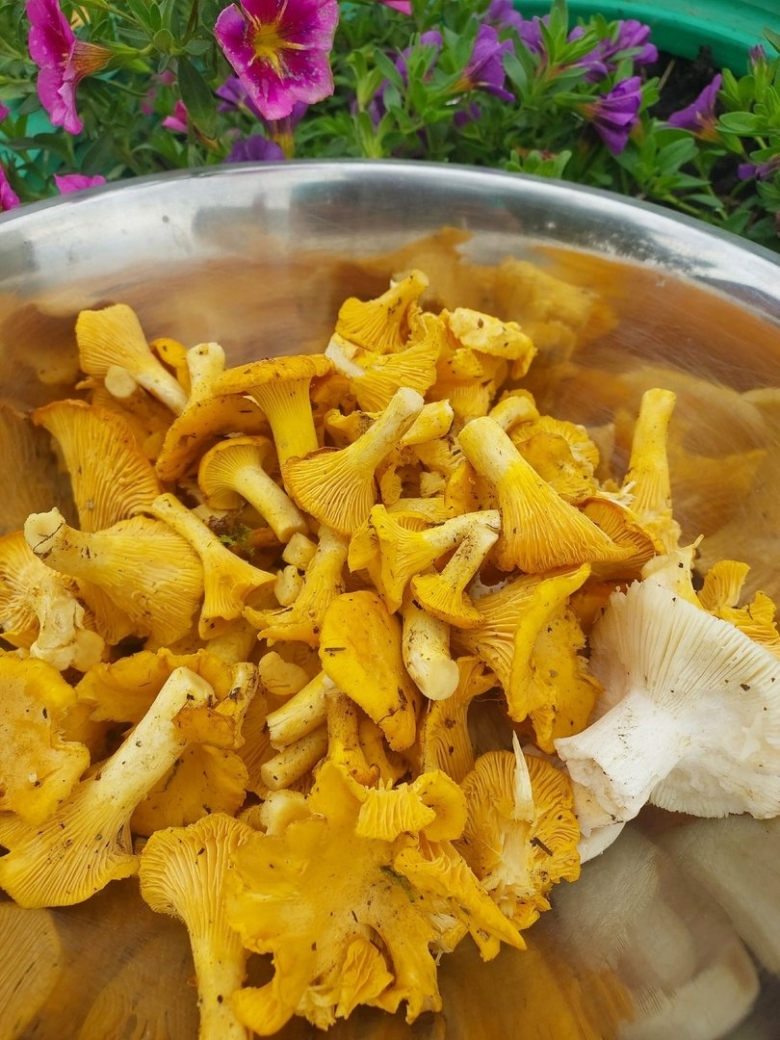 Китайские лисички грибы