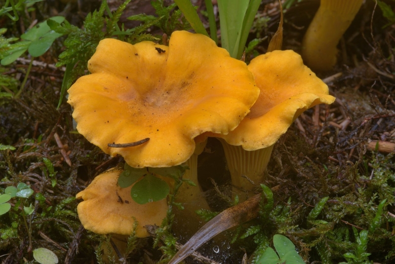 Лисичка обыкновенная гриб