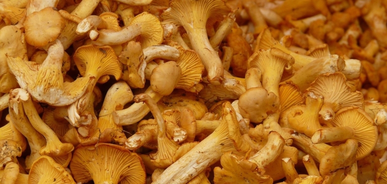 Лисички горчат после заморозки