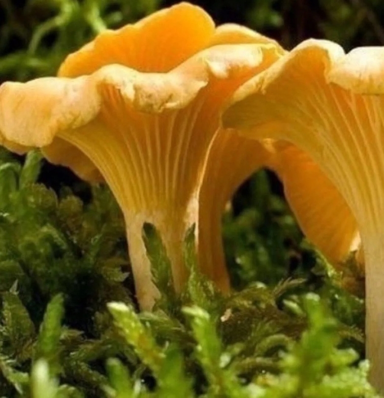 Съедобные грибы лисички