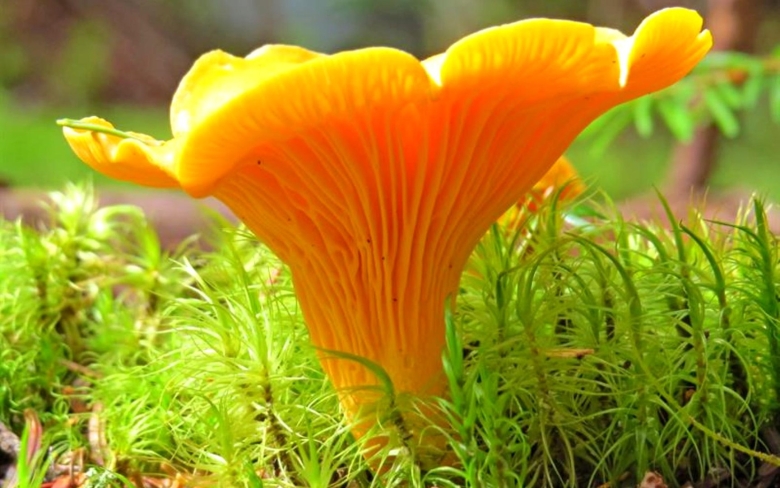 Cantharellus tubaeformis