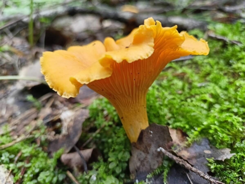 Гриб лисичка