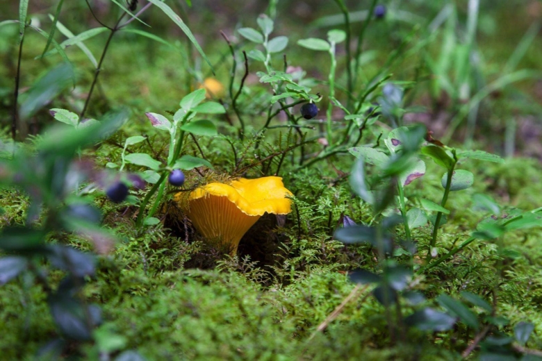 Лисичка ложная гриб