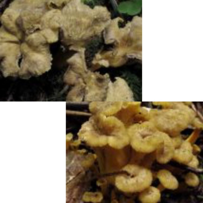 Cantharellus melanoxeros