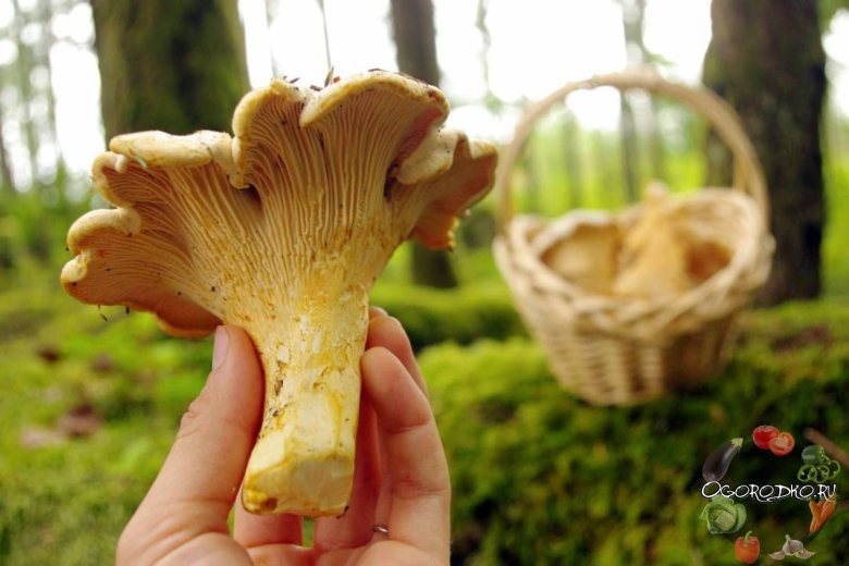 Chanterelle cantharellus cibarius
