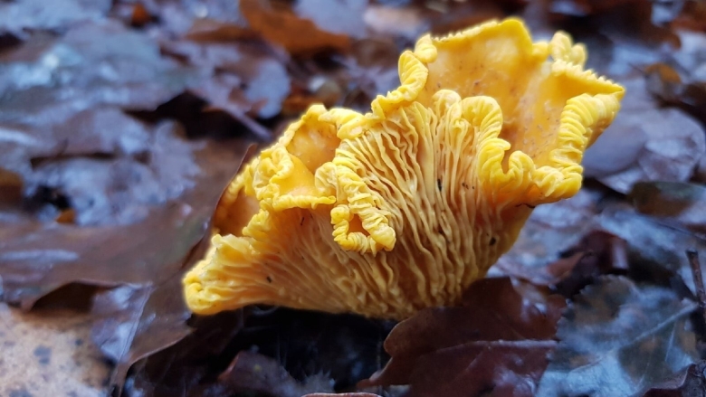 Где растут лисички в калининградской области