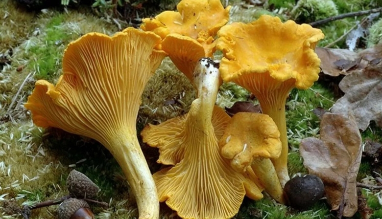 Гриб ложная лисичка