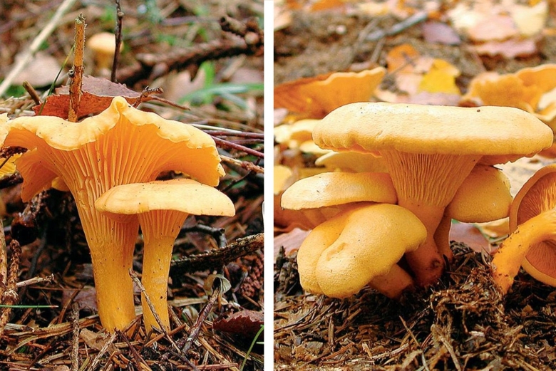 Cantharellus appalachiensis