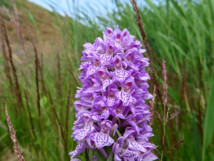 Ятрышник пальчатокоренник пятнистый