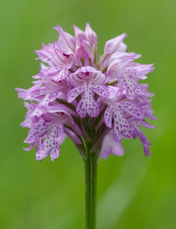 Orchis tridentata