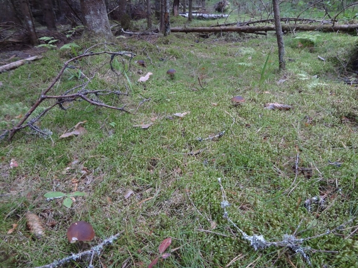 Гриб в лесу