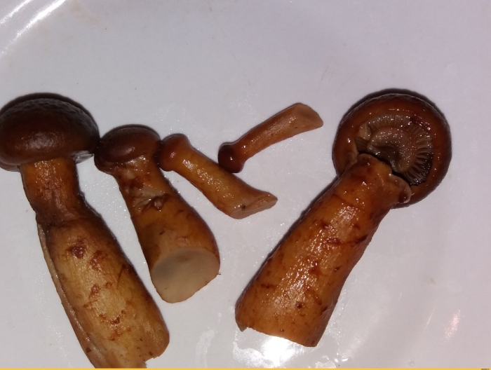 Мокруха пурпурная гриб