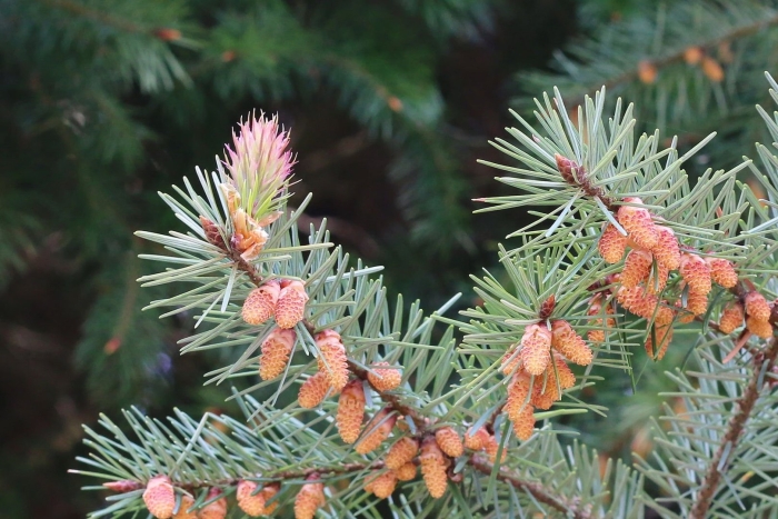 Лжетсуга мензиса