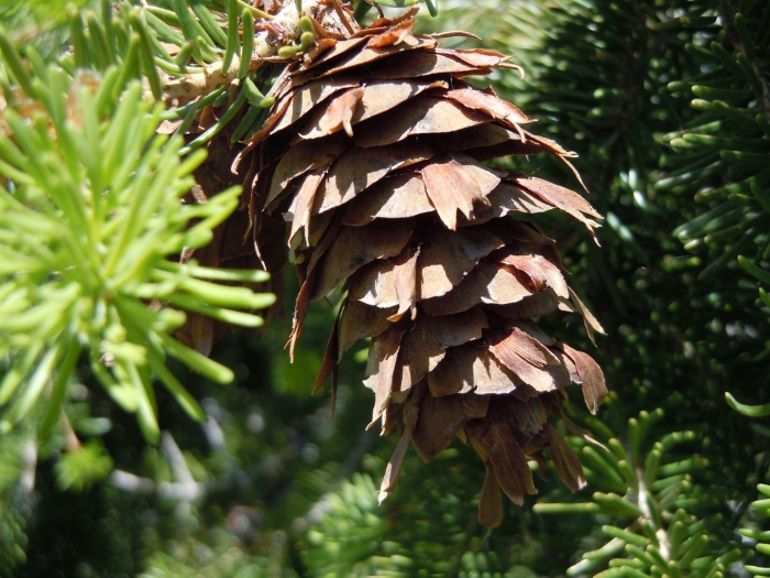 Псевдотсуга мензиса