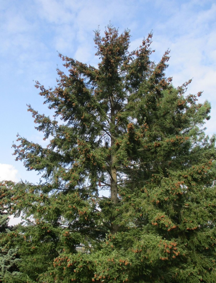 Псевдотсуга мензиса дугласия