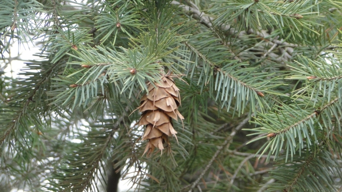 Лжетсуга мензиса