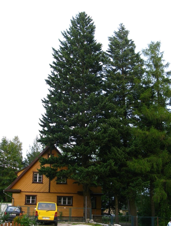 Pseudotsuga menziesii