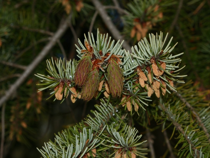 Псевдотсуга сизая