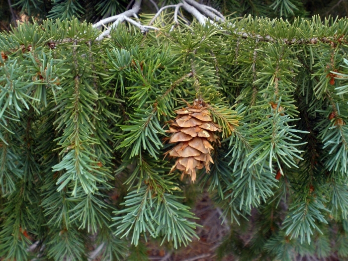 Псевдотсуга мензиса шишки