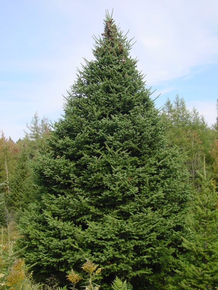 Пихта бальзамическая сибирская