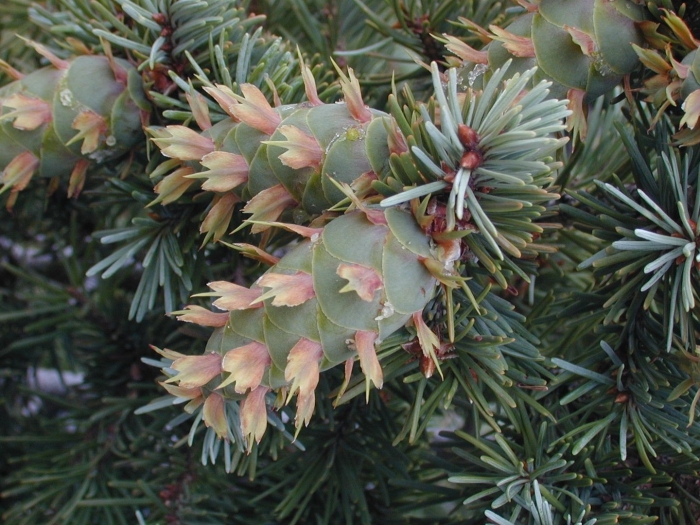 Псевдотсуга мензиса