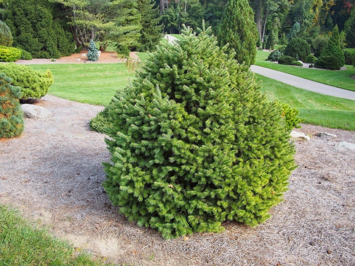 Picea abies barryi