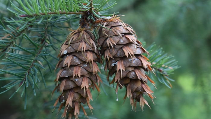 Псевдотсуга мензиса