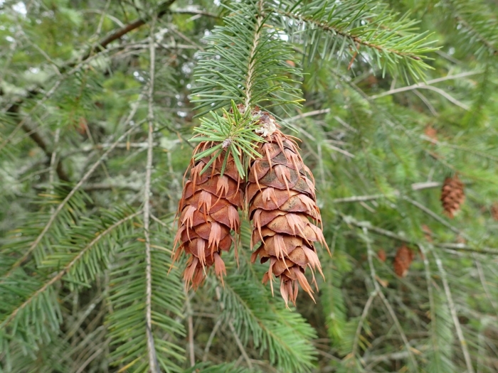 Pseudotsuga menziesii