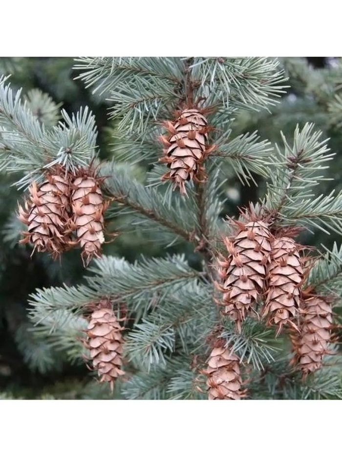 Псевдотсуга мензиса