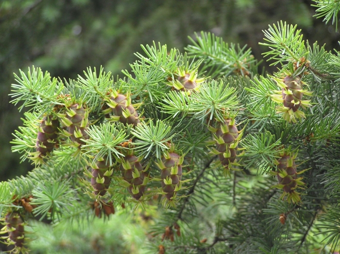 Pseudotsuga menziesii (мензиса)