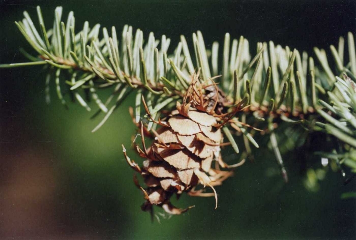 Лжетсуга мензиса