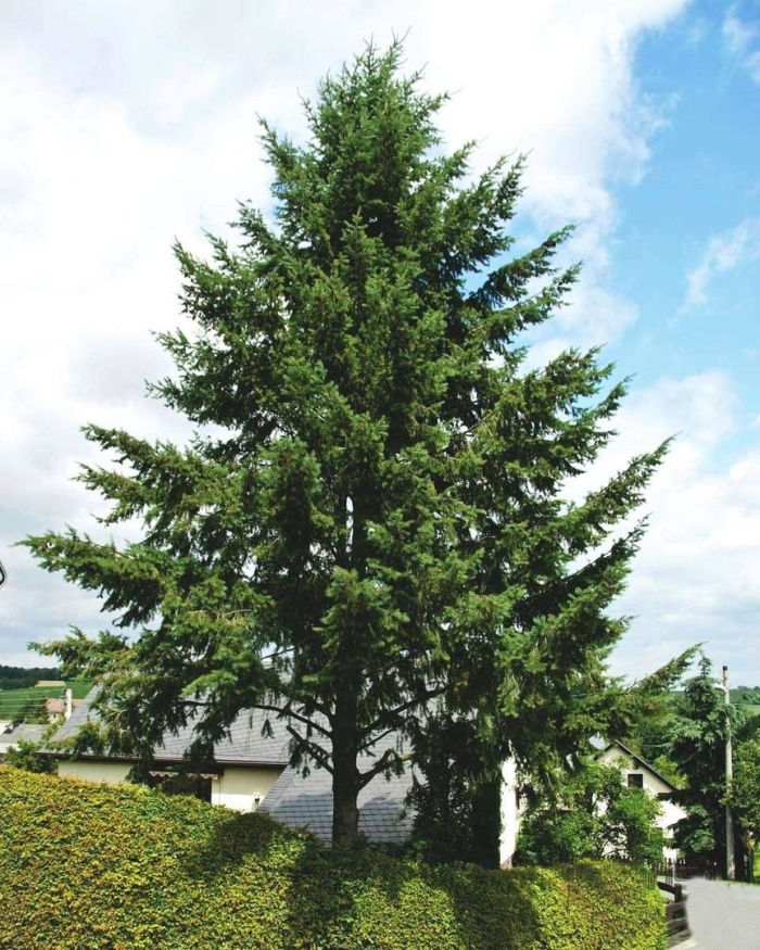 Лжетсуга мензиса