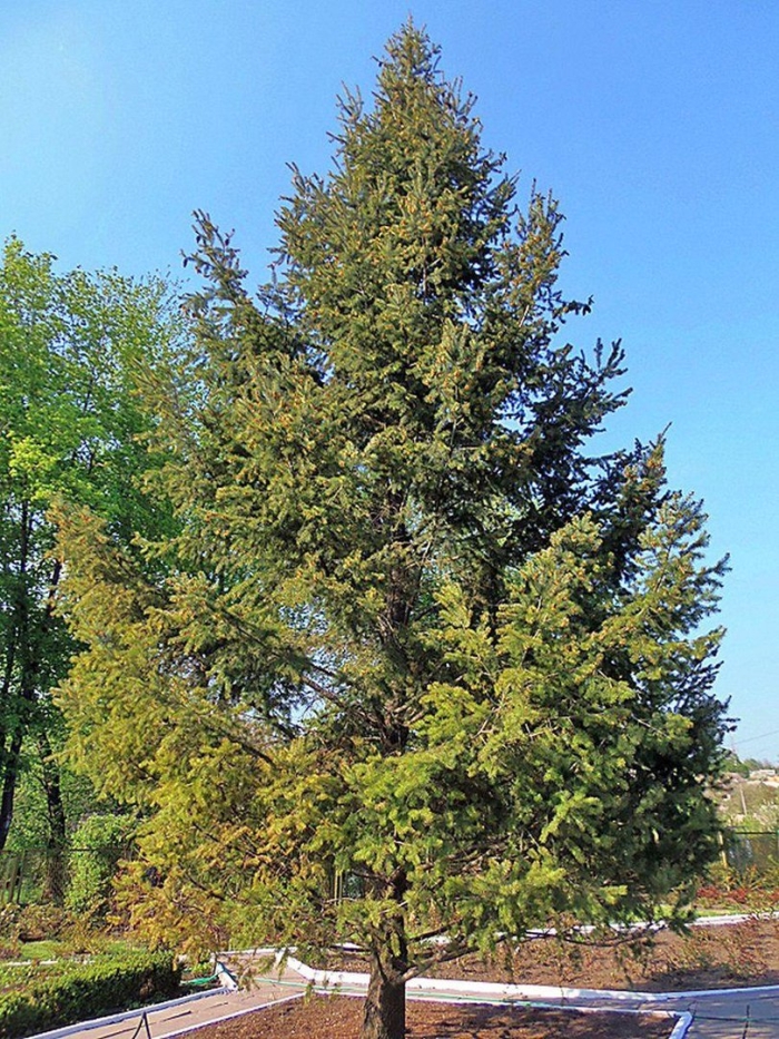 Ель европейская picea abies