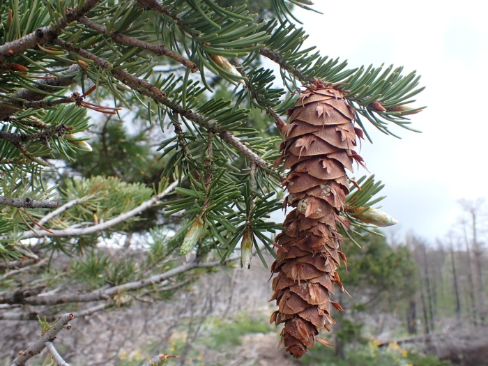 Псевдотсуга канадская