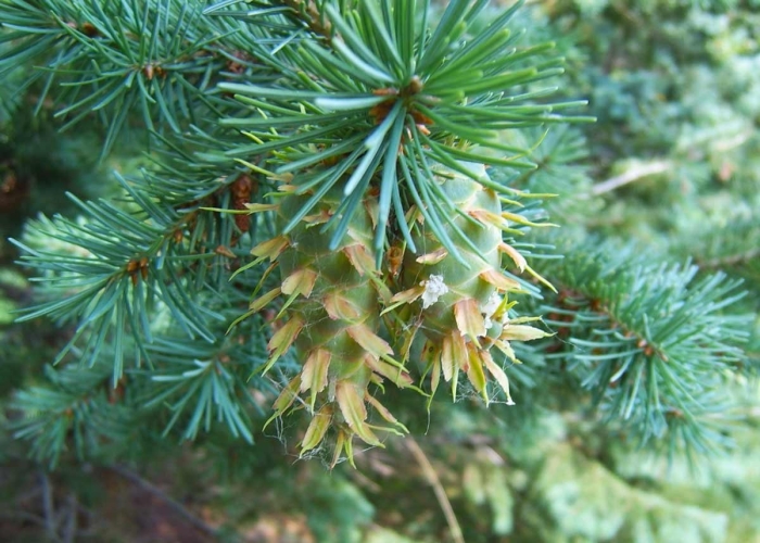 Pseudotsuga menziesii