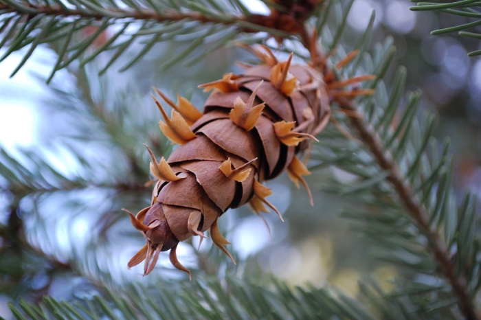 Псевдотсуга мензиса
