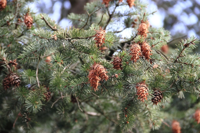 Лиственница сибирская larix sibirica