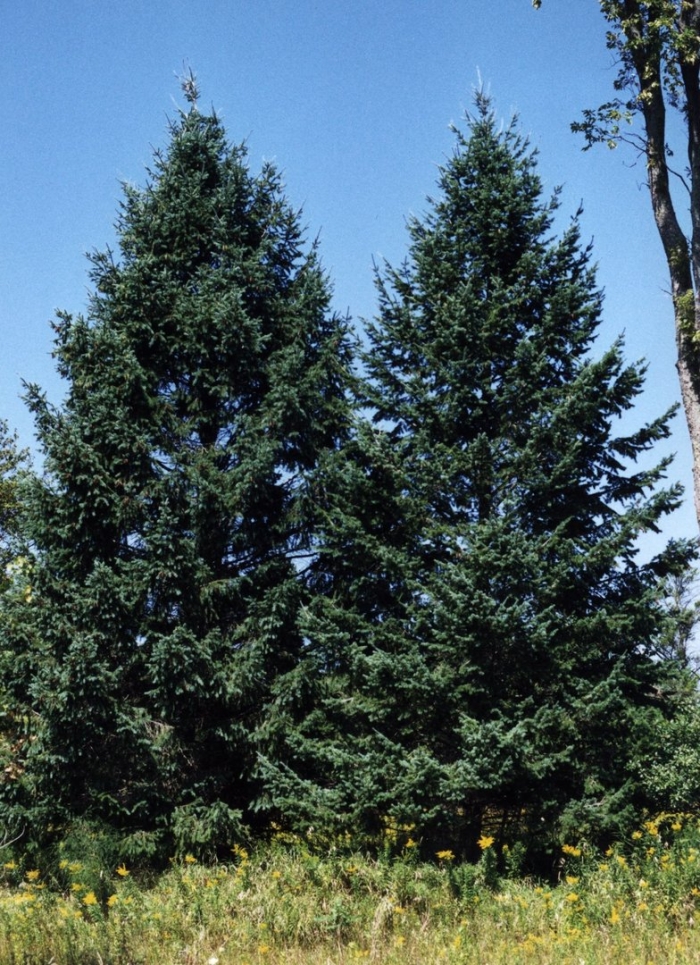 Пихта сибирская вечнозеленое дерево