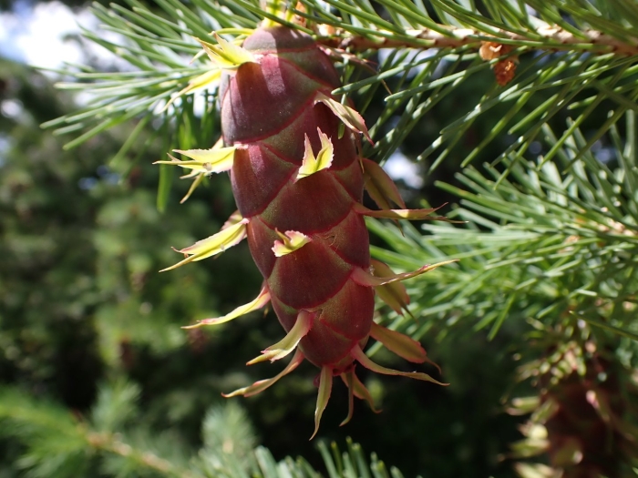 Псевдотсуга менцизи